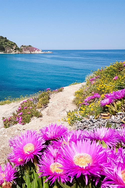 Fioriture, Sant'Andrea