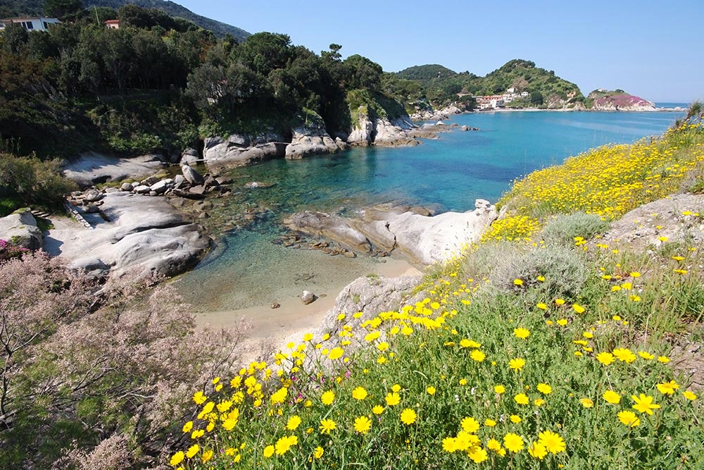 Cotoncello, Isola d'Elba